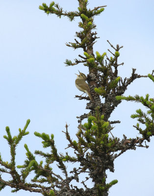 Arctic Warbler / Nordsångare (Phylloscopus borealis)
