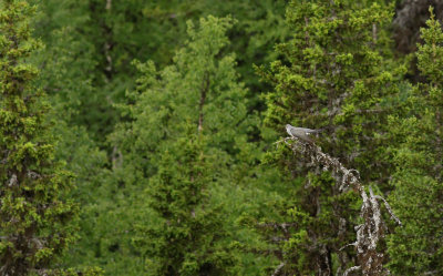 Common Cuckoo / Gök (Cuculus canorus)