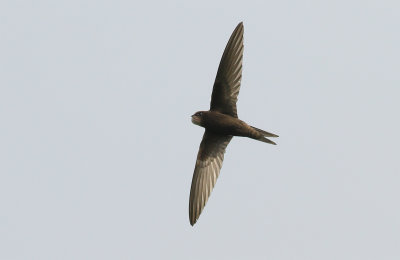 Common Swift / Tornseglare (Apus apus)