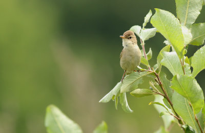 Booted Warbler / Stäppsångare (Iduna caligata)