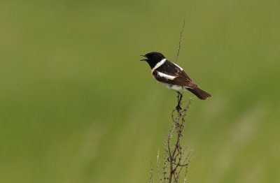 Siberian Stonechat / Vitgumpad buskskvätta (Saxicola maurus)