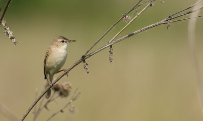 Booted Warbler / Stäppsångare (Iduna caligata)