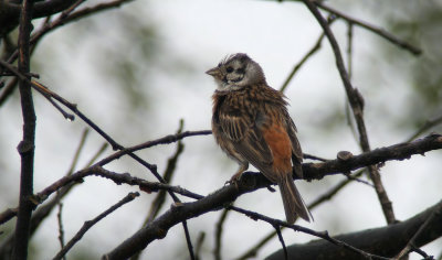 Pine Bunting X Yellowhammer / Tallsparv X Gulsparv (Emberiza leucocephala X Emberiza citrinella)