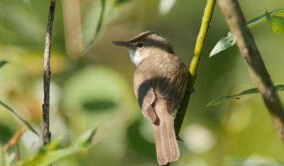 Blyth's Reed Warbler / Busksångare (Acrocephalus dumetorum)