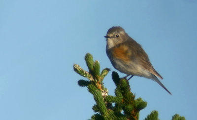 Red-flanked Bluetail / Blåstjärt (Tarsiger cyanurus)