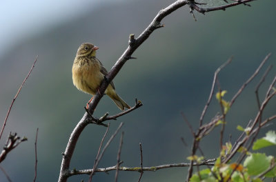 Ortolan Bunting / Ortolansparv (Emberiza hortulana)