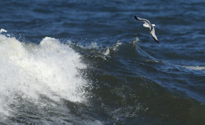 Kittiwake / Tretåig mås (Rissa tridactyla)