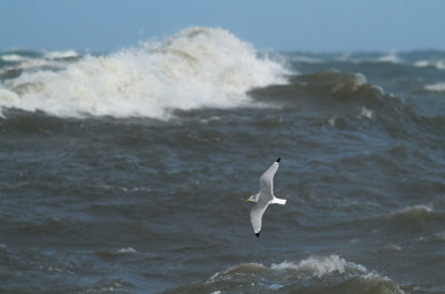 Kittiwake / Tretåig mås (Rissa tridactyla)