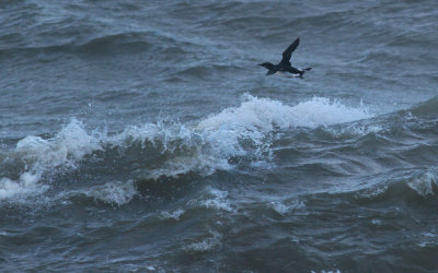 Guillemot / Sillgrissla (Uria aalge)