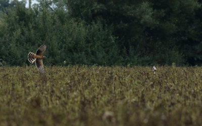Pallid Harrier / Stäpphök (Circus macrourus)