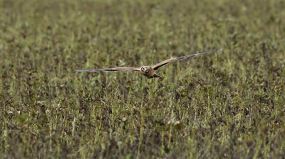 Pallid Harrier / Stäpphök (Circus macrourus)
