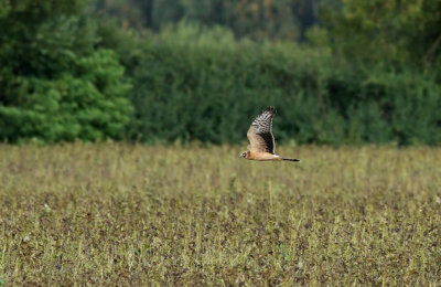Pallid Harrier / Stäpphök (Circus macrourus)