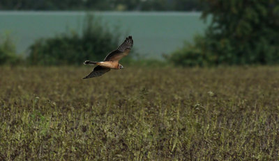 Pallid Harrier / Stäpphök (Circus macrourus)