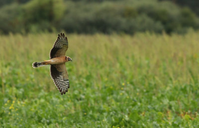 Pallid Harrier / Stäpphök (Circus macrourus)