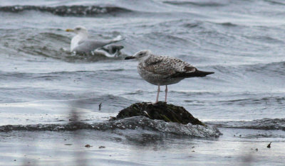 Caspian Gull / Kaspisk trut (Larus cachinnans)