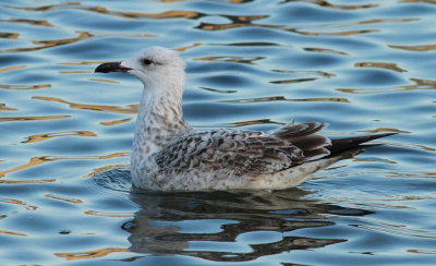 Caspian Gull / Kaspisk trut (Larus cachinnans)