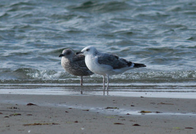 Caspian Gull / Kaspisk trut (Larus cachinnans)