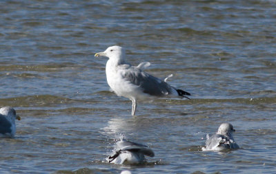 Caspian Gull / Kaspisk trut (Larus cachinnans)