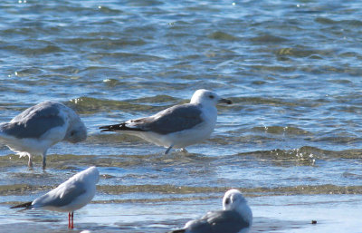 Caspian Gull / Kaspisk trut (Larus cachinnans)