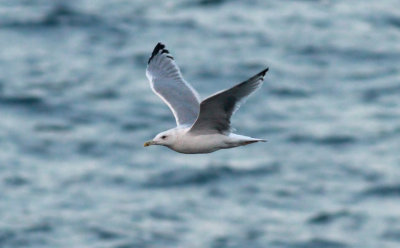 Caspian Gull / Kaspisk trut (Larus cachinnans)