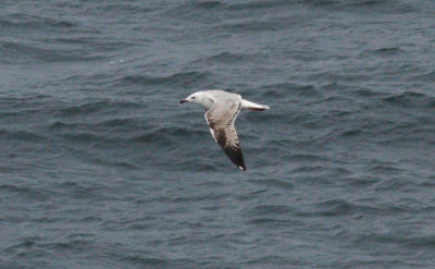 Caspian Gull / Kaspisk trut (Larus cachinnans)