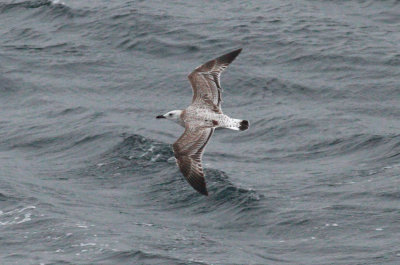 Caspian Gull / Kaspisk trut (Larus cachinnans)