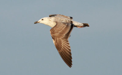 Caspian Gull / Kaspisk trut (Larus cachinnans)