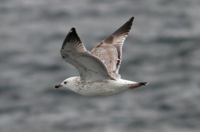 Caspian Gull / Kaspisk trut (Larus cachinnans)