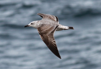 Caspian Gull / Kaspisk trut (Larus cachinnans)