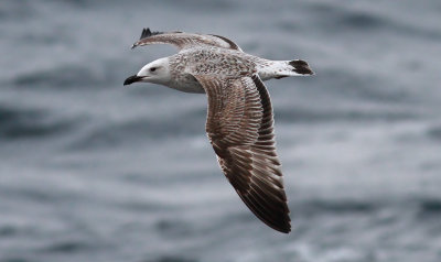 Caspian Gull / Kaspisk trut (Larus cachinnans)