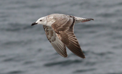 Caspian Gull / Kaspisk trut (Larus cachinnans)