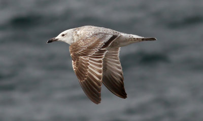 Caspian Gull / Kaspisk trut (Larus cachinnans)