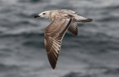 Caspian Gull / Kaspisk trut (Larus cachinnans)