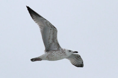 Caspian Gull / Kaspisk trut (Larus cachinnans)