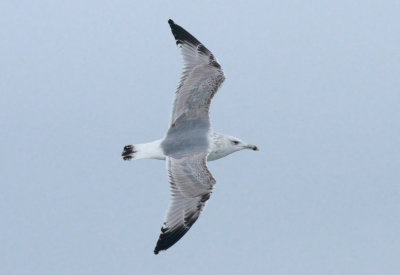Caspian Gull / Kaspisk trut (Larus cachinnans)