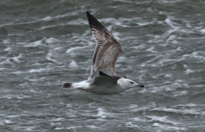 Caspian Gull / Kaspisk trut (Larus cachinnans)