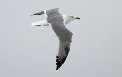 Caspian Gull / Kaspisk trut (Larus cachinnans)