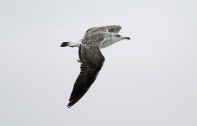 Heuglin's Gull (Larus heuglini)