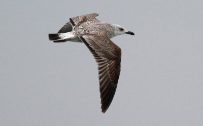 Caspian Gull / Kaspisk trut (Larus cachinnans)