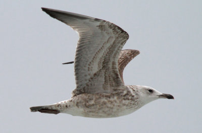 Caspian Gull / Kaspisk trut (Larus cachinnans)