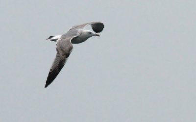 Caspian Gull / Kaspisk trut (Larus cachinnans)