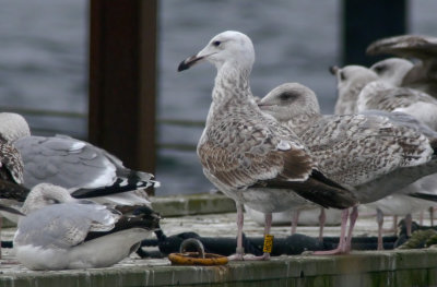 Caspian Gull / Kaspisk trut (Larus cachinnans)
