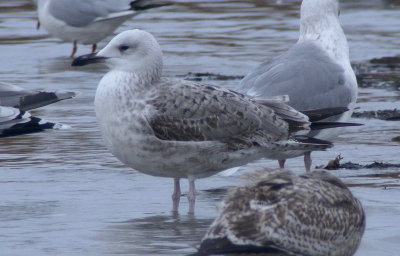 Caspian Gull / Kaspisk trut (Larus cachinnans)