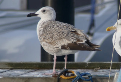 Caspian Gull / Kaspisk trut (Larus cachinnans)