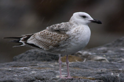 Caspian Gull / Kaspisk trut (Larus cachinnans)