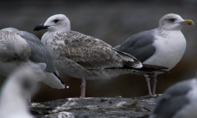 Caspian Gull / Kaspisk trut (Larus cachinnans)