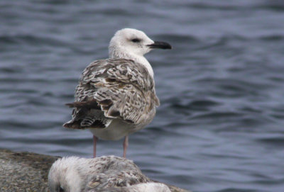 Caspian Gull / Kaspisk trut (Larus cachinnans)