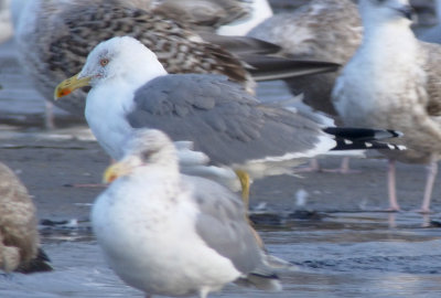 Yellow-legged Gull / Medelhavstrut (Larus michahellis)