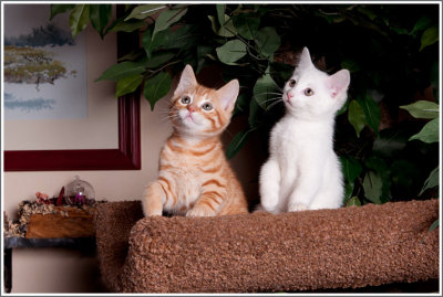 g9/63/839363/3/158739716.iPLvnSm9.jpg