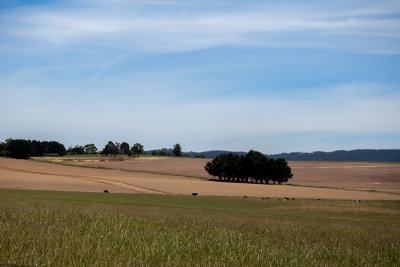 yarra-valley-2.jpg
